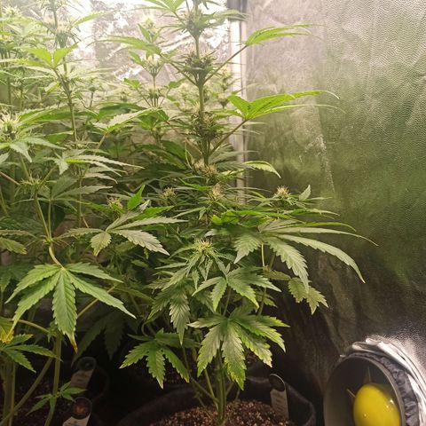 Amnesia Amazon Haze Auto 2 growlog timeline photo