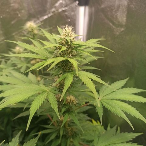 Amnesia Amazon Haze Auto 2 growlog timeline photo