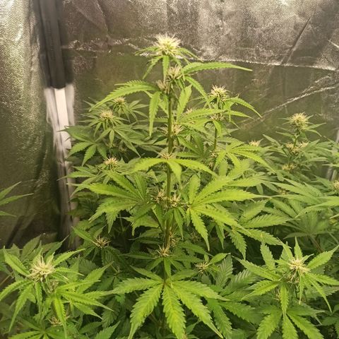 Latitud Sur Auto 2 growlog timeline photo