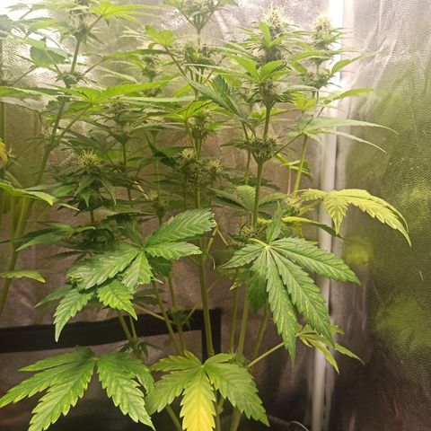 Amnesia Amazon Haze Auto 3 growlog timeline photo