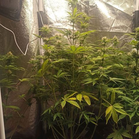 Latitud Sur Auto 2 growlog timeline photo