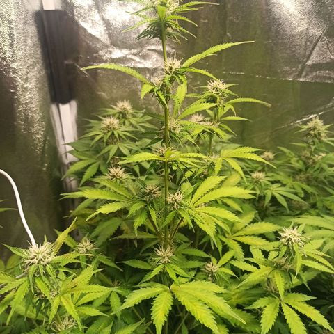 Latitud Sur Auto 2 growlog timeline photo