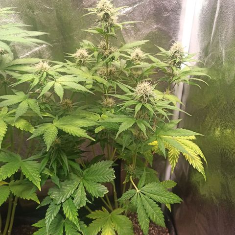 Amnesia Amazon Haze Auto 3 growlog timeline photo