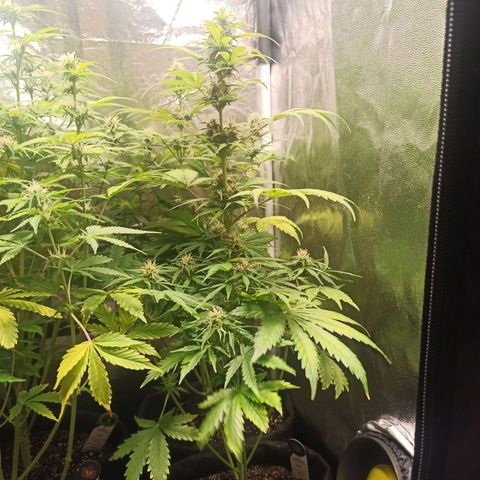 Amnesia Amazon Haze Auto 2 growlog timeline photo