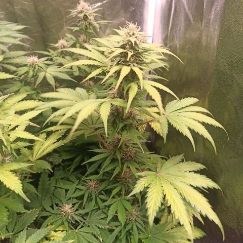 Amnesia Amazon Haze Auto 2 growlog timeline photo