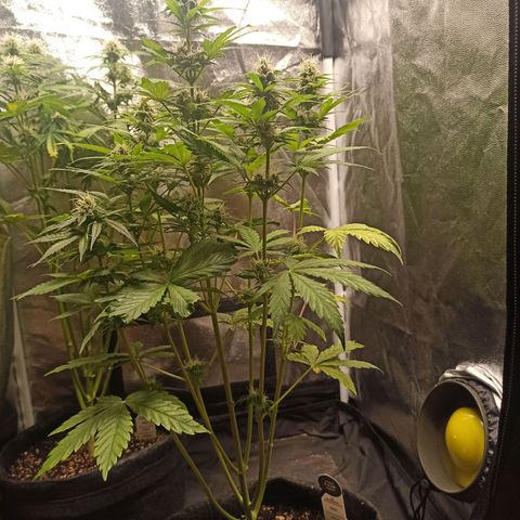 Amnesia Amazon Haze Auto 3 growlog timeline photo