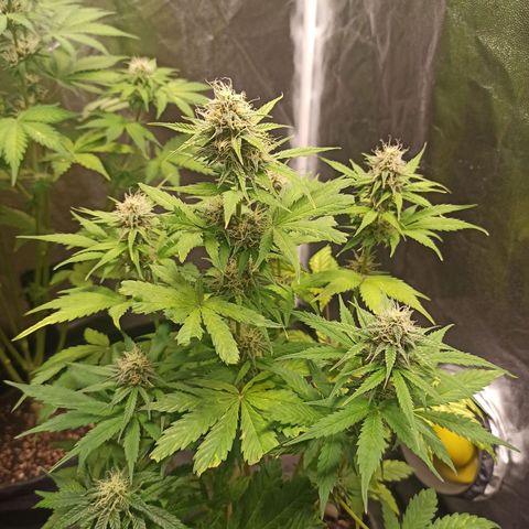 Amnesia Amazon Haze Auto 3 growlog timeline photo