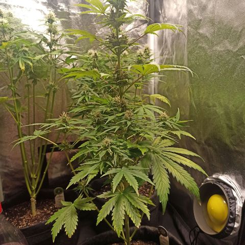 Amnesia Amazon Haze Auto 2 growlog timeline photo