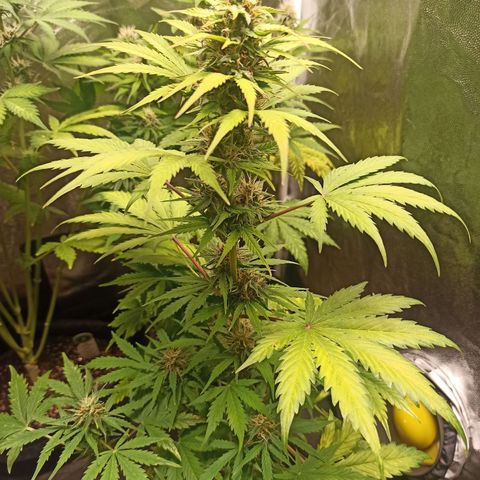 Amnesia Amazon Haze Auto 2 growlog timeline photo