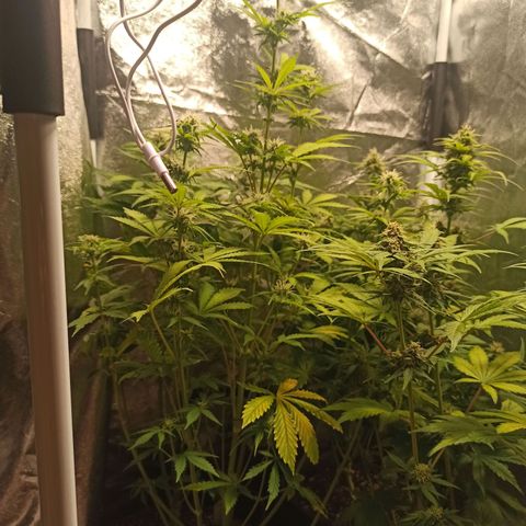 Latitud Sur Auto 2 growlog timeline photo