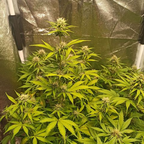 Latitud Sur Auto 2 growlog timeline photo
