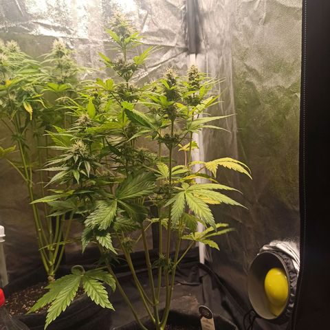 Amnesia Amazon Haze Auto 3 growlog timeline photo