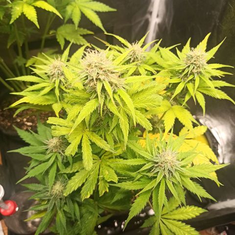 Amnesia Amazon Haze Auto 3 growlog timeline photo