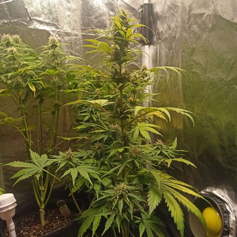 Amnesia Amazon Haze Auto 2 growlog timeline photo
