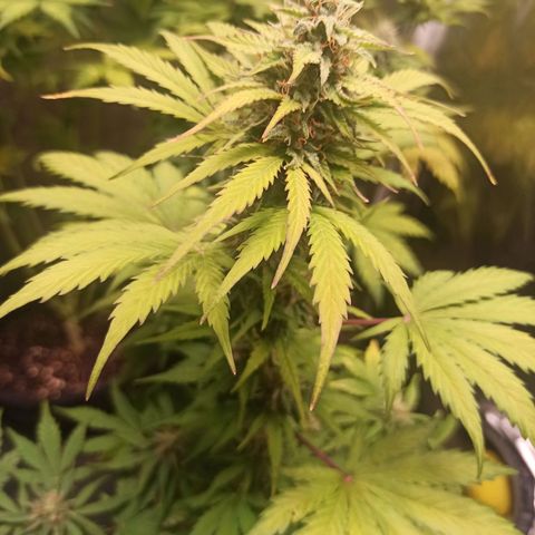 Amnesia Amazon Haze Auto 2 growlog timeline photo