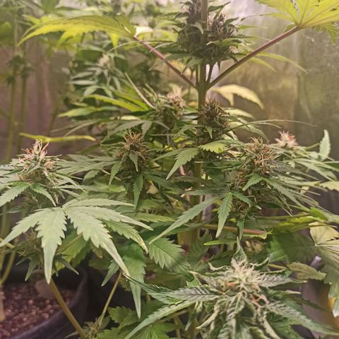 Amnesia Amazon Haze Auto 2 growlog timeline photo