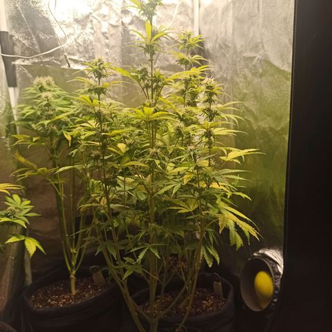 Latitud Sur Auto 2 growlog timeline photo