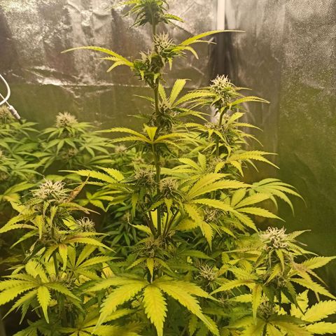 Latitud Sur Auto 2 growlog timeline photo