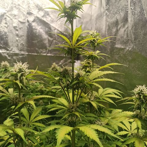Latitud Sur Auto 2 growlog timeline photo