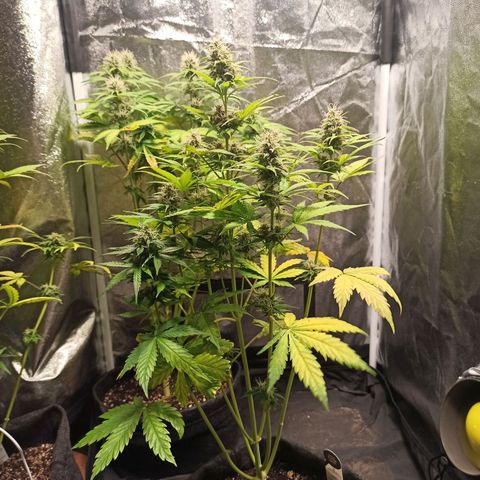 Amnesia Amazon Haze Auto 3 growlog timeline photo