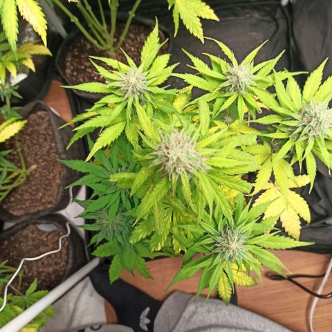 Amnesia Amazon Haze Auto 3 growlog timeline photo