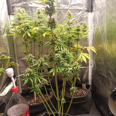 Amnesia Amazon Haze Auto 2 growlog timeline photo