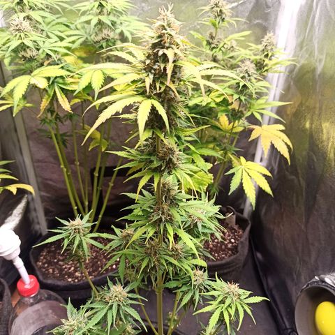 Amnesia Amazon Haze Auto 2 growlog timeline photo