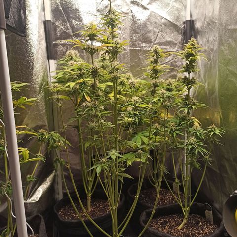Latitud Sur Auto 2 growlog timeline photo