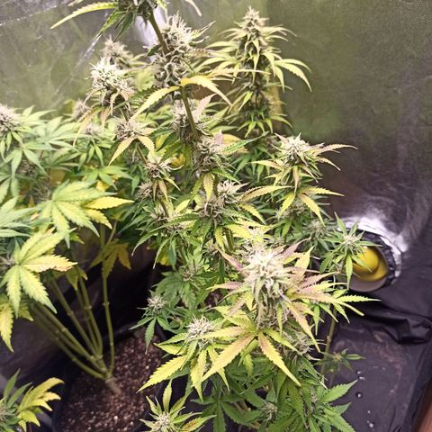 Latitud Sur Auto 2 growlog timeline photo