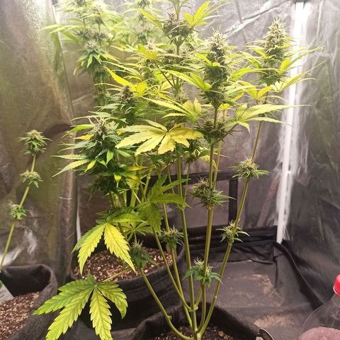 Amnesia Amazon Haze Auto 3 growlog timeline photo