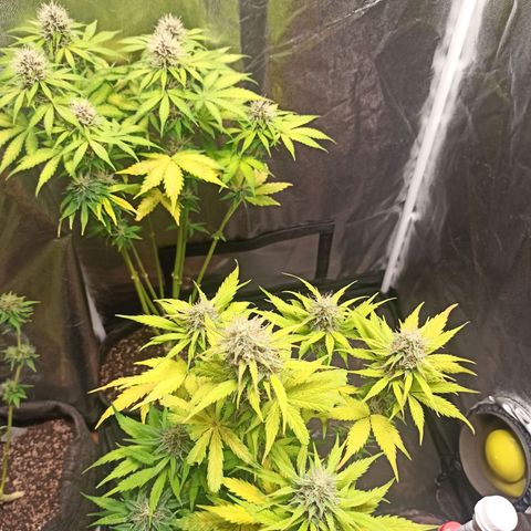 Amnesia Amazon Haze Auto 3 growlog timeline photo
