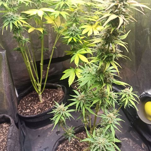Amnesia Amazon Haze Auto 2 growlog timeline photo