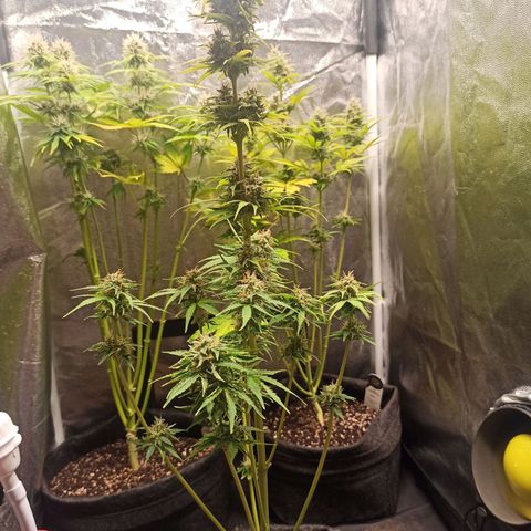 Amnesia Amazon Haze Auto 2 growlog timeline photo