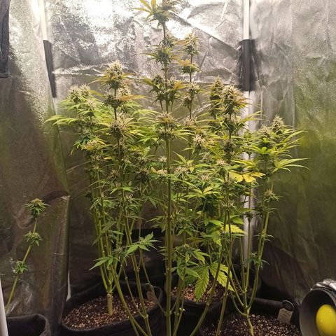 Latitud Sur Auto 2 growlog timeline photo