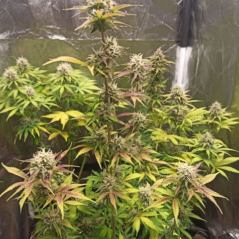 Latitud Sur Auto 2 growlog timeline photo