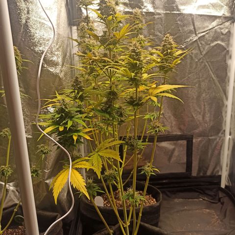 Amnesia Amazon Haze Auto 3 growlog timeline photo