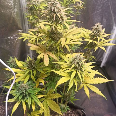 Amnesia Amazon Haze Auto 3 growlog timeline photo