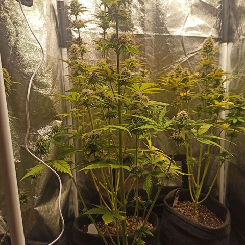 Latitud Sur Auto 2 growlog timeline photo