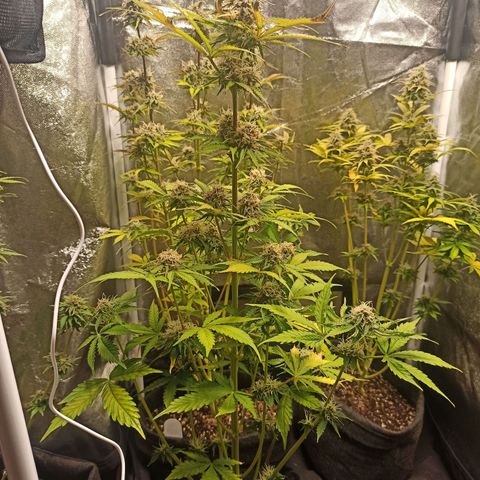 Latitud Sur Auto 2 growlog timeline photo