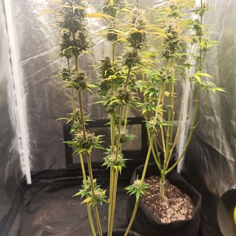 Amnesia Amazon Haze Auto 3 growlog timeline photo