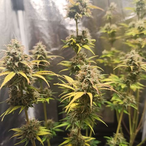 Amnesia Amazon Haze Auto 3 growlog timeline photo