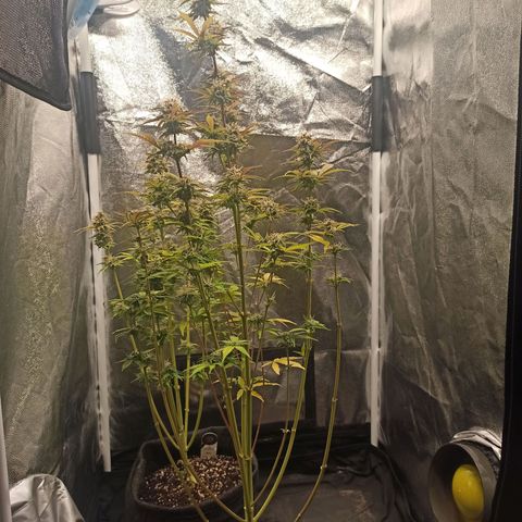 Latitud Sur Auto 2 growlog timeline photo