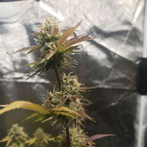 Latitud Sur Auto 2 growlog timeline photo
