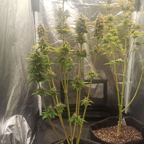 Amnesia Amazon Haze Auto 3 growlog timeline photo