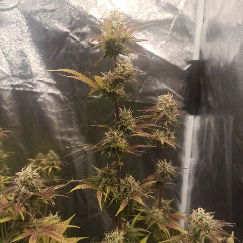 Latitud Sur Auto 2 growlog timeline photo