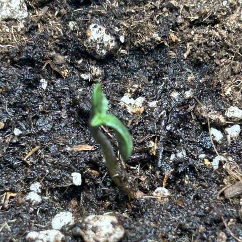 Wondergrow growlog timeline photo