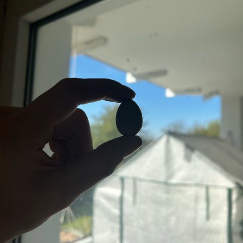 Wondergrow growlog timeline photo