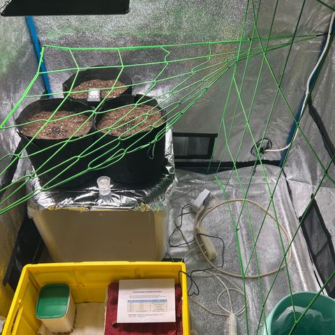 Wondergrow growlog timeline photo