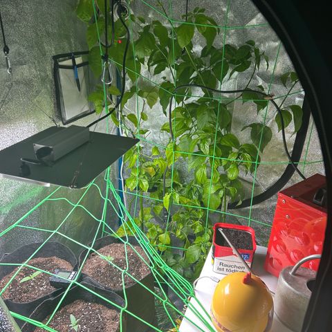 Wondergrow growlog timeline photo