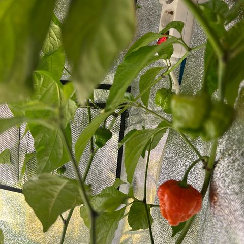Wondergrow growlog timeline photo
